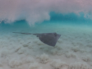 A stingray cruises through the breaking waves at Stingray... by Jeffrey Richards 